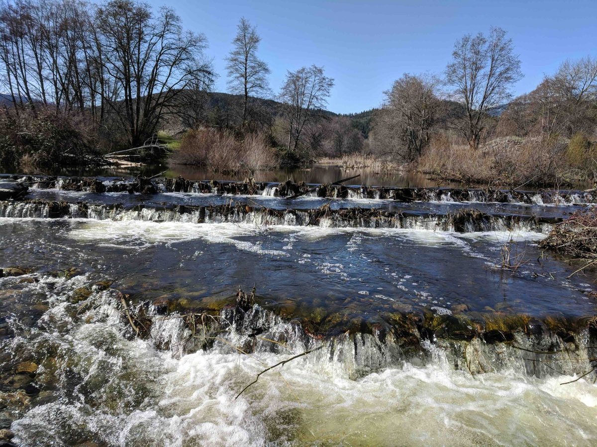 Artificial beaver dams saw juvenile coho salmon survival rates go from 8% to 60%